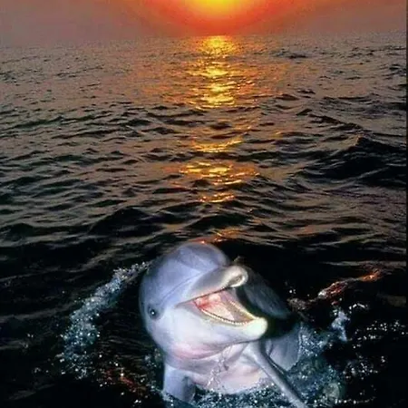 Aspra Al Delfino Blu